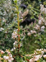 Escallonia virgata, photograph (c) Matías Ponce, some rights reserved (CC BY)