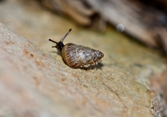 Small Pointed Snail