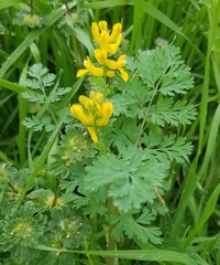 Corydalis curvisiliqua