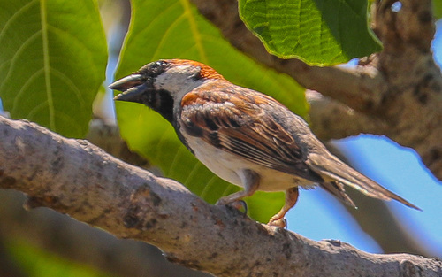 House Sparrow