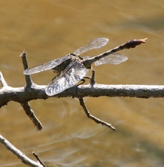 Arigomphus
