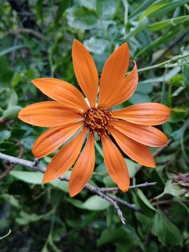 Mutisia decurrens, photograph 3