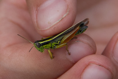 Dichroplus vittigerum