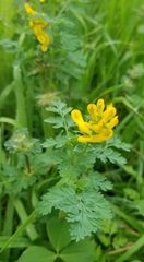 Corydalis curvisiliqua