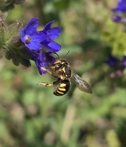 Florentine Woolcarder Bee photo 2