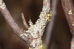 Parmeliopsis capitata