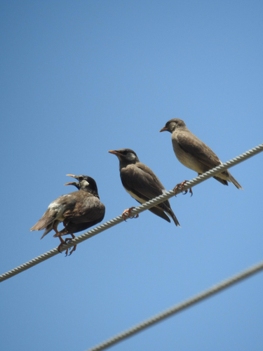 White-cheeked Starling