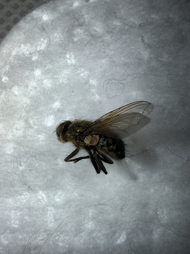 Pollenia rudis observed 2026-07-09