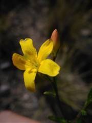 Menodora decemfida