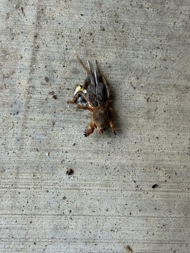 Northern Mole Cricket