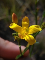 Menodora decemfida