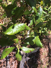 Morella caroliniensis