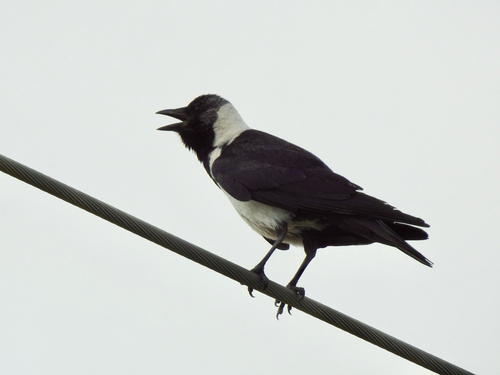 Daurian Jackdaw