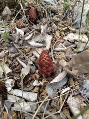 Bdallophytum oxylepis