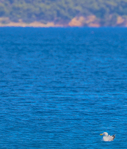 Yellow-legged Gull