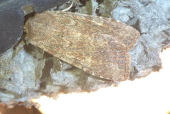 Lithophane semiusta