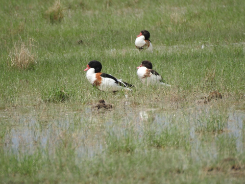 Common Shelduck