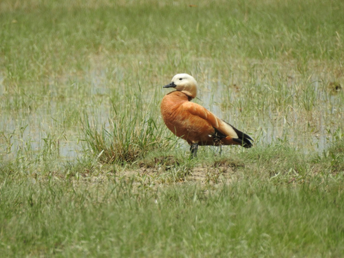 Ruddy Shelduck