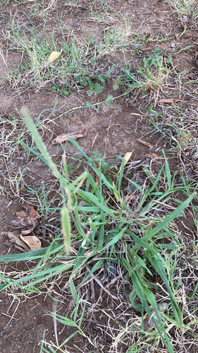 Dallis grass