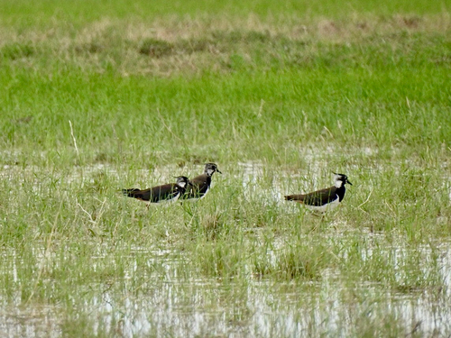 Northern Lapwing