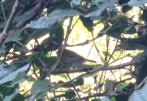iNaturalist image