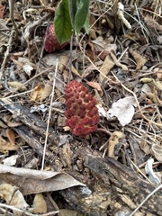 Bdallophytum oxylepis