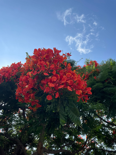 Flamboyant