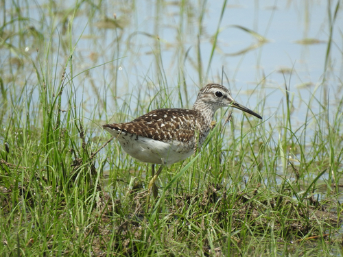 Wood Sandpiper