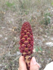 Bdallophytum oxylepis