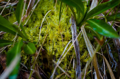 Brachythecium acutum