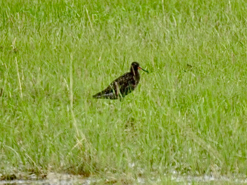 Spotted Redshank