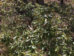 Morella caroliniensis