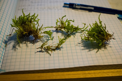 Brachythecium acutum