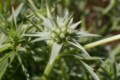 Eryngium pendletonense
