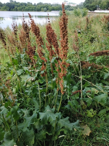 Наблюдение на iNaturalist