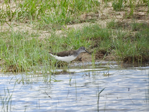 Green Sandpiper