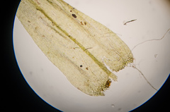 Brachythecium acutum