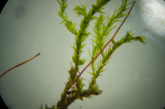 Brachythecium acutum