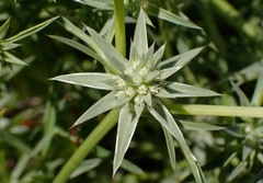 Eryngium pendletonense