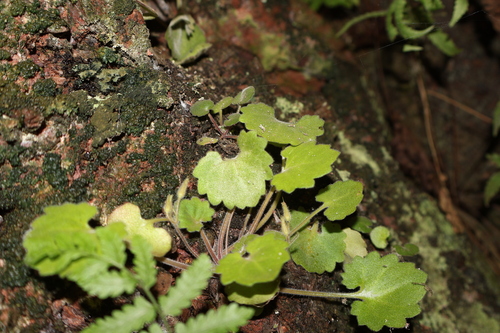 Primulina danxiaensis