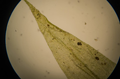 Brachythecium acutum