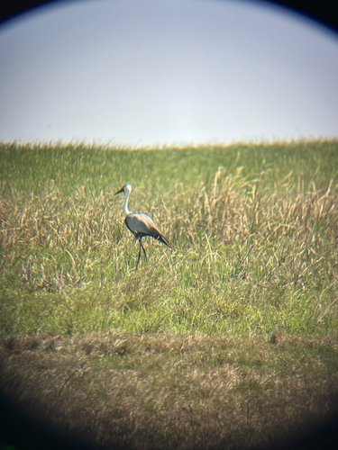 Wattled Crane