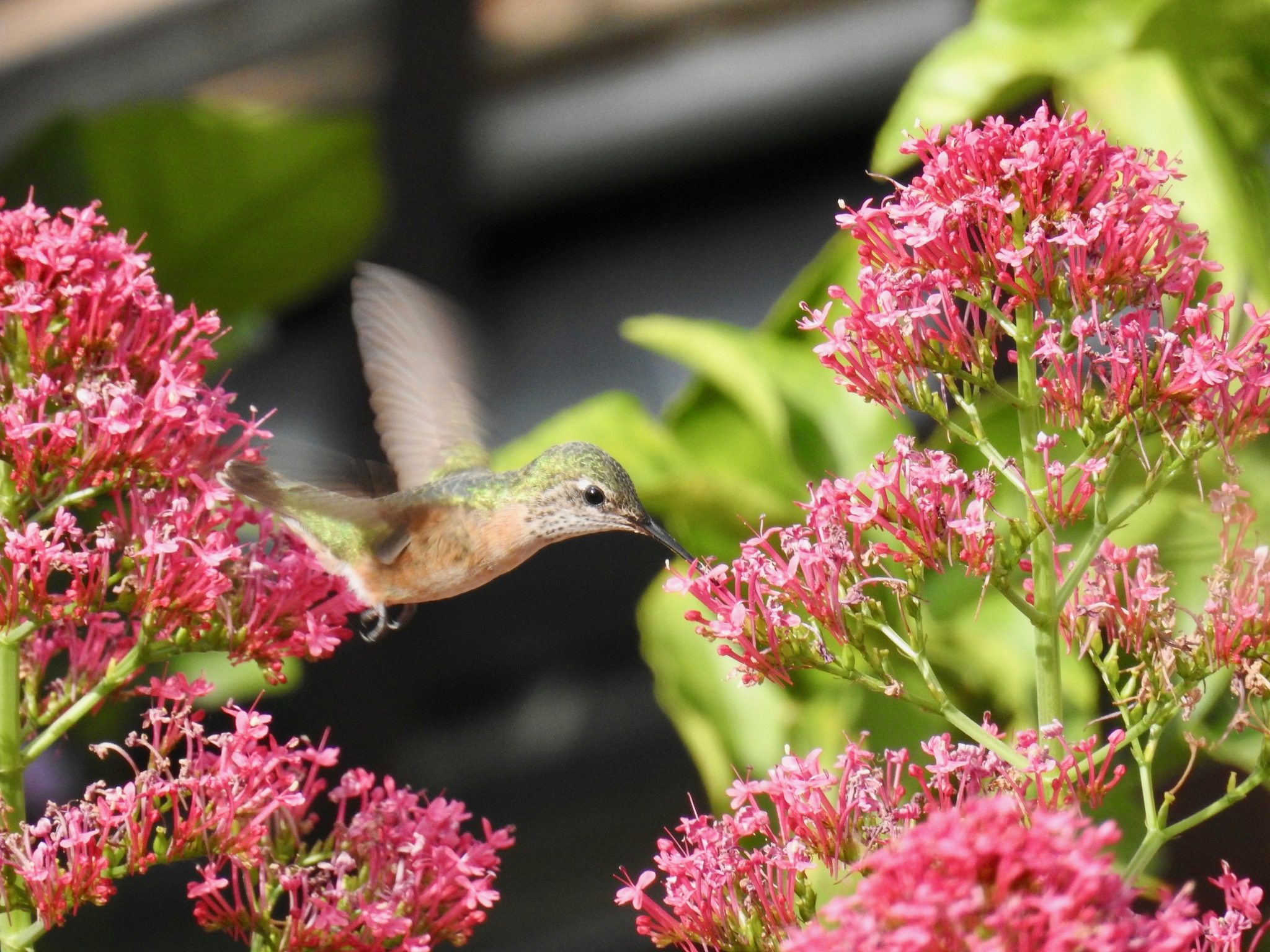 Calliope Hummingbird (Selasphorus calliope)