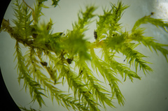 Brachythecium acutum