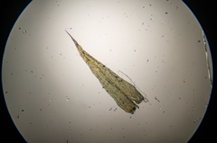 Brachythecium acutum