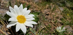 Wyethia helianthoides
