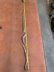 Masticophis flagellum