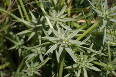 Eryngium pendletonense