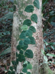 Monstera tuberculata