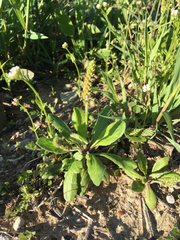Plantago virginica